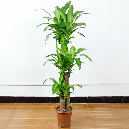 巴西木大型盆栽花卉室内办公室净化空气植物乔迁开业盆景 绿植